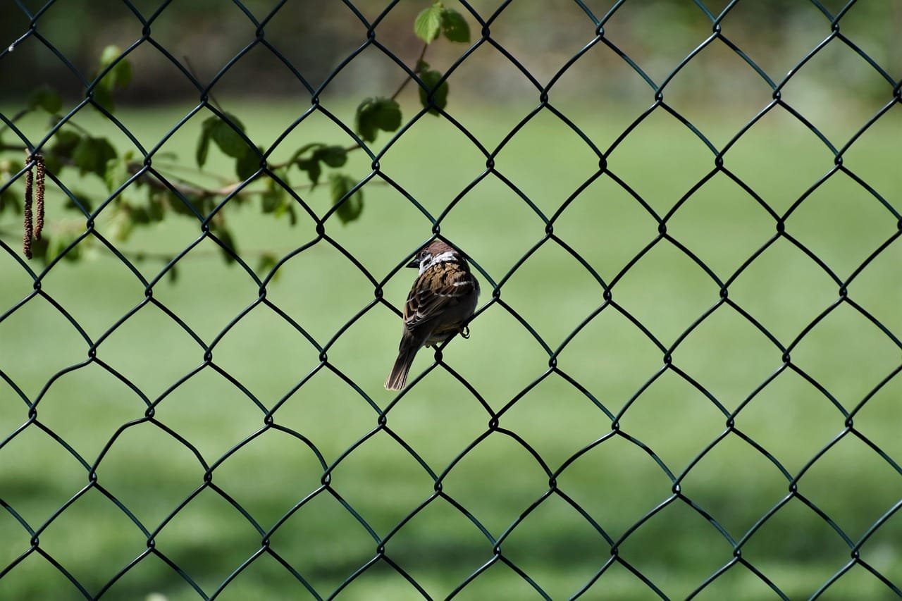 Bird sitting in chain link fence on a sunny day.